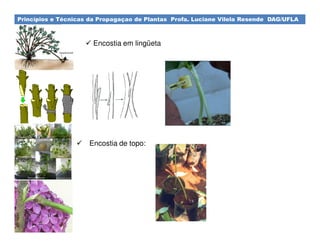 Princípios e Técnicas da Propagaçao de Plantas Profa. Luciane Vilela Resende DAG/UFLA
Encostia em lingüeta
Encostia de topo:
 