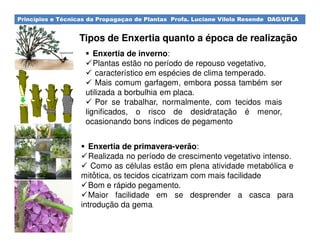 Princípios e Técnicas da Propagaçao de Plantas Profa. Luciane Vilela Resende DAG/UFLA
Tipos de Enxertia quanto a época de realização
Enxertia de inverno:
Plantas estão no período de repouso vegetativo,
característico em espécies de clima temperado.
Mais comum garfagem, embora possa também ser
utilizada a borbulhia em placa.
Por se trabalhar, normalmente, com tecidos mais
lignificados, o risco de desidratação é menor,
ocasionando bons índices de pegamento
.
Enxertia de primavera-verão:
Realizada no período de crescimento vegetativo intenso.
Como as células estão em plena atividade metabólica e
mitótica, os tecidos cicatrizam com mais facilidade
Bom e rápido pegamento.
Maior facilidade em se desprender a casca para
introdução da gema.
 