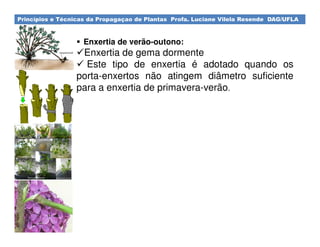 Princípios e Técnicas da Propagaçao de Plantas Profa. Luciane Vilela Resende DAG/UFLA
Enxertia de verão-outono:
Enxertia de gema dormente
Este tipo de enxertia é adotado quando os
porta-enxertos não atingem diâmetro suficiente
para a enxertia de primavera-verão.
 