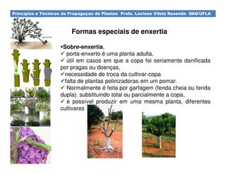 Princípios e Técnicas da Propagaçao de Plantas Profa. Luciane Vilela Resende DAG/UFLA
Formas especiais de enxertia
Sobre-enxertia,
porta-enxerto é uma planta adulta,
útil em casos em que a copa foi seriamente danificada
por pragas ou doenças,
necessidade de troca da cultivar-copa
falta de plantas polinizadoras em um pomar.
Normalmente é feita por garfagem (fenda cheia ou fenda
dupla), substituindo total ou parcialmente a copa.
é possível produzir em uma mesma planta, diferentes
cultivares
 