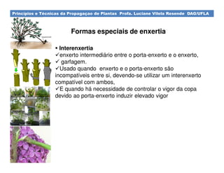 Princípios e Técnicas da Propagaçao de Plantas Profa. Luciane Vilela Resende DAG/UFLA
Interenxertia
enxerto intermediário entre o porta-enxerto e o enxerto,
garfagem.
Usado quando enxerto e o porta-enxerto são
incompatíveis entre si, devendo-se utilizar um interenxerto
compatível com ambos,
E quando há necessidade de controlar o vigor da copa
devido ao porta-enxerto induzir elevado vigor
Formas especiais de enxertia
 