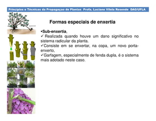 Princípios e Técnicas da Propagaçao de Plantas Profa. Luciane Vilela Resende DAG/UFLA
Sub-enxertia,
Realizada quando houve um dano significativo no
sistema radicular da planta.
Consiste em se enxertar, na copa, um novo porta-
enxerto,
Garfagem, especialmente de fenda dupla, é o sistema
mais adotado neste caso.
Formas especiais de enxertia
 