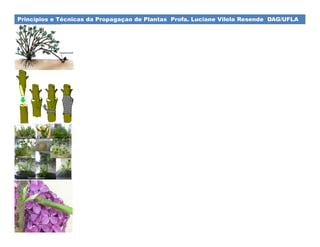 Princípios e Técnicas da Propagaçao de Plantas Profa. Luciane Vilela Resende DAG/UFLA
 