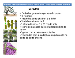 Princípios e Técnicas da Propagaçao de Plantas Profa. Luciane Vilela Resende DAG/UFLA
Borbulhia
Borbulha: gema com pedaço de casca
T Normal;
diâmetro porta-enxerto: 6 a 8 mm
incisão na forma de T
altura do corte: 5 a 23 cm do solo
corte so da casca que será desprendida do
lenho
gema com a casca sem o lenho
Cuidados com a oxidação e desidratação no
corte do porta enxerto
 