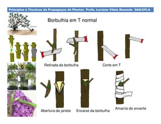 Princípios e Técnicas da Propagaçao de Plantas Profa. Luciane Vilela Resende DAG/UFLA
Borbulhia em T normal
Retirada da borbulha Corte em T
Abertura da janela Encaixe da borbulha
Amarrio do enxerto
 