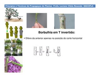 Princípios e Técnicas da Propagaçao de Plantas Profa. Luciane Vilela Resende DAG/UFLA
Borbulhia em T invertido:
Difere da anterior apenas na posição do corte horizontal
 