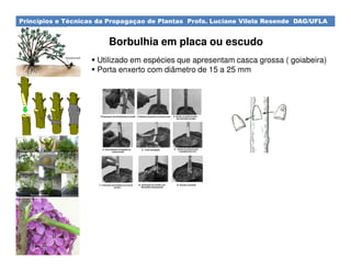 Princípios e Técnicas da Propagaçao de Plantas Profa. Luciane Vilela Resende DAG/UFLA
Borbulhia em placa ou escudo
Utilizado em espécies que apresentam casca grossa ( goiabeira)
Porta enxerto com diâmetro de 15 a 25 mm
 
