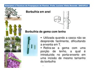 Princípios e Técnicas da Propagaçao de Plantas Profa. Luciane Vilela Resende DAG/UFLA
Borbulhia em anel
Borbulhia de gema com lenho
Utilizada quando a casca não se
desprende facilmente, dificultando
a enxertia em T.
Retira-se a gema com uma
porção de lenho, a qual é
introduzida no porta-enxerto em
uma incisão de mesmo tamanho
da borbulha
.
 