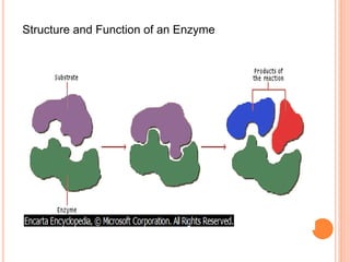 Structure and Function of an Enzyme
 