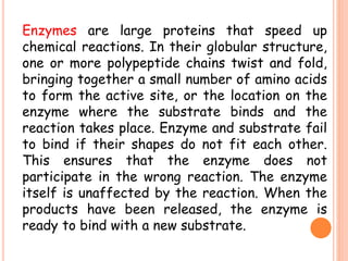 Enzymes are large proteins that speed up
chemical reactions. In their globular structure,
one or more polypeptide chains twist and fold,
bringing together a small number of amino acids
to form the active site, or the location on the
enzyme where the substrate binds and the
reaction takes place. Enzyme and substrate fail
to bind if their shapes do not fit each other.
This ensures that the enzyme does not
participate in the wrong reaction. The enzyme
itself is unaffected by the reaction. When the
products have been released, the enzyme is
ready to bind with a new substrate.
 