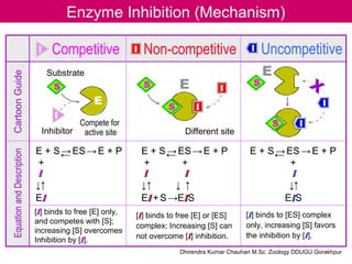 Enzyme Inhibition (Mechanism)
I
I
S
S
S I
I
I II
S
Competitive Non-competitive Uncompetitive
E
E
Different site
Compete for
active siteInhibitor
Substrate
CartoonGuideEquationandDescription
[II] binds to free [E] only,
and competes with [S];
increasing [S] overcomes
Inhibition by [II].
[II] binds to free [E] or [ES]
complex; Increasing [S] can
not overcome [II] inhibition.
[II] binds to [ES] complex
only, increasing [S] favors
the inhibition by [II].
E + S→ES→E + P
+
II
↓
EII
←
↑
E + S→ES→E + P
+ +
II II
↓ ↓
EII+S→EIIS
←
↑ ↑
E + S→ES→E + P
+
II
↓
EIIS
←
↑
E
I
S X
Dhirendra Kumar Chauhan M.Sc. Zoology DDUGU Gorakhpur
 