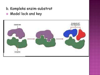 b. Kompleks enzim-substrat
 Model lock and key
 