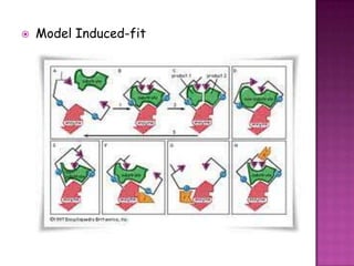    Model Induced-fit
 