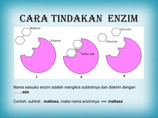 :

CARA TinDAkAn enZiM

Nama sesuatu enzim adalah mengikut subtratnya dan diakhiri dengan
…….ase.
Contoh: subtrat : maltosa, maka nama enzimnya

maltase

 