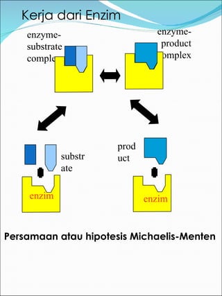 Kerja dari Enzim Persamaan atau hipotesis Michaelis-Menten enzyme-substrate complex enzyme-product complex enzim product enzim substrate 