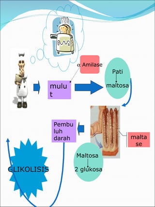 mulut     Amilase maltase Maltosa  2 glukosa Pembuluh darah GLIKOLISIS Pati maltosa 