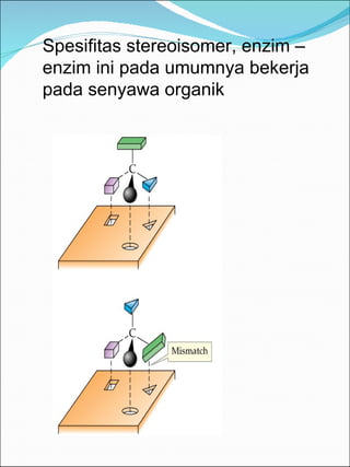 Spesifitas stereoisomer, enzim –enzim ini pada umumnya bekerja pada senyawa organik 