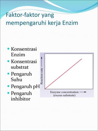 Faktor-faktor yang mempengaruhi kerja Enzim Konsentrasi Enzim Konsentrasi substrat Pengaruh Suhu Pengaruh pH Pengaruh inhibitor 
