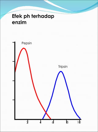 Efek ph terhadap enzim 2 4 6 8 10 Pepsin Tripsin 