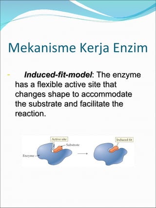 Mekanisme Kerja Enzim Induced-fit-model : The enzyme has a flexible active site that changes shape to accommodate the substrate and facilitate the reaction. 