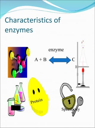 Characteristics of enzymes Protein A + B C   enzyme Specificity pH Biological catalyst 
