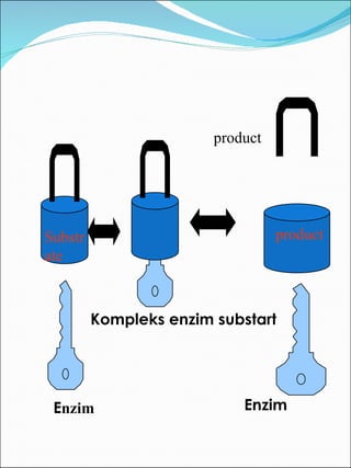 Kompleks enzim substart Enzim Substrate E nzim product product 