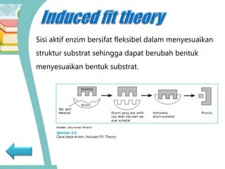 Sisi aktif enzim bersifat fleksibel dalam menyesuaikan
struktur substrat sehingga dapat berubah bentuk
menyesuaikan bentuk substrat.
 