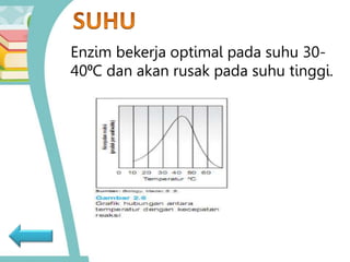 Enzim bekerja optimal pada suhu 30-
40⁰C dan akan rusak pada suhu tinggi.
 