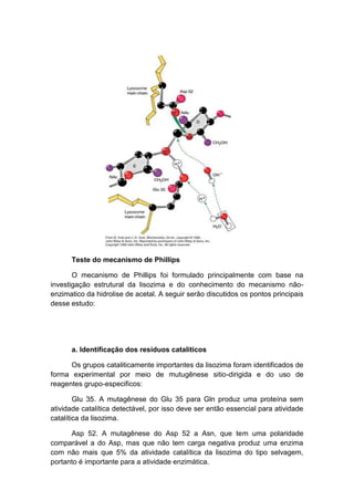 Teste do mecanismo de Phillips

       O mecanismo de Phillips foi formulado principalmente com base na
investigação estrutural da lisozima e do conhecimento do mecanismo não-
enzimatico da hidrolise de acetal. A seguir serão discutidos os pontos principais
desse estudo:




      a. Identificação dos resíduos catalíticos

      Os grupos cataliticamente importantes da lisozima foram identificados de
forma experimental por meio de mutugênese sitio-dirigida e do uso de
reagentes grupo-especificos:

        Glu 35. A mutagênese do Glu 35 para Gln produz uma proteína sem
atividade catalítica detectável, por isso deve ser então essencial para atividade
catalítica da lisozima.

      Asp 52. A mutagênese do Asp 52 a Asn, que tem uma polaridade
comparável a do Asp, mas que não tem carga negativa produz uma enzima
com não mais que 5% da atividade catalítica da lisozima do tipo selvagem,
portanto é importante para a atividade enzimática.
 
