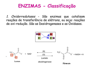 ENZIMAS - Classificação 1. Oxidorredutases  - São enzimas que catalisam reações de transferência de elétrons, ou seja: reações de oxi-redução. São as Desidrogenases e as Oxidases. +  NAD + Lactato  desidrogenase + NADH + H [O] [R] 