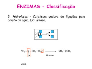 ENZIMAS - Classificação 3.  Hidrolases  - Catalisam quebra de ligações pela adição da água. Ex: urease.  NH 2  – C – NH 2  + H 2 O O Ureia CO 2  + 2NH 3 Urease 