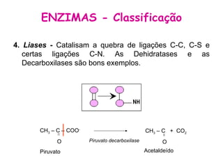 4.  Liases  -  Catalisam a quebra de ligações C-C, C-S e certas ligações C-N. As Dehidratases e as Decarboxilases são bons exemplos.  ENZIMAS - Classificação Acetaldeído CH 3  – C  +  CO 2 O CH 3  – C – COO -  O Piruvato Piruvato decarboxilase 
