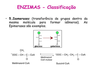 5. Isomerases   (transferência de grupos dentro da mesma molécula para formar isômeros). As Epimerases são exemplos. ENZIMAS - Classificação CH 3 OOC – CH – C – CoA   O Metilmaionil CoA OOC – CH 2  - CH 2  – C – CoA   O Succinil CoA Metilmaionil CoA mutase - - 