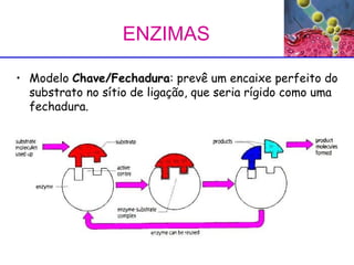 Modelo  Chave/Fechadura : prevê um encaixe perfeito do substrato no sítio de ligação, que seria rígido como uma fechadura.  ENZIMAS  