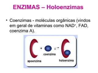 Coenzimas - moléculas orgânicas (vindos em geral de vitaminas como NAD + , FAD, coenzima A). ENZIMAS – Holoenzimas   