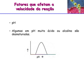 pH Algumas em pH muito ácido ou alcalino são desnaturadas. Fatores que afetam a  velocidade da reação 