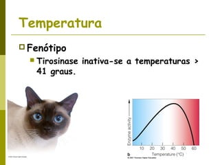 Temperatura
 Fenótipo
 Tirosinase inativa-se a temperaturas >
41 graus.
 