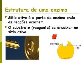 Estrutura de uma enzima
 Sítio ativo é a parte da enzima onde
as reações ocorrem
 O substrato (reagente) se encaixar no
sítio ativo
 
