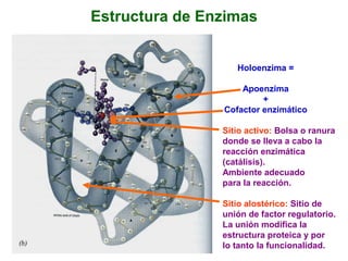 Estructura de Enzimas


                   Holoenzima =

                    Apoenzima
                         +
                Cofactor enzimático

                Sitio activo: Bolsa o ranura
                donde se lleva a cabo la
                reacción enzimática
                (catálisis).
                Ambiente adecuado
                para la reacción.

                Sitio alostérico: Sitio de
                unión de factor regulatorio.
                La unión modifica la
                estructura proteica y por
                lo tanto la funcionalidad.
 