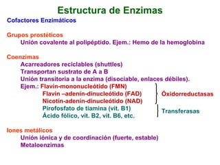 Estructura de Enzimas
Cofactores Enzimáticos

Grupos prostéticos
    Unión covalente al polipéptido. Ejem.: Hemo de la hemoglobina

Coenzimas
    Acarreadores reciclables (shuttles)
    Transportan sustrato de A a B
    Unión transitoria a la enzima (disociable, enlaces débiles).
    Ejem.: Flavín-mononucleótido (FMN)
            Flavín –adenín-dinucleótido (FAD)         Óxidorreductasas
            Nicotín-adenín-dinucleótido (NAD)
            Pirofosfato de tiamina (vit. B1)          Transferasas
            Ácido fólico, vit. B2, vit. B6, etc.

Iones metálicos
    Unión iónica y de coordinación (fuerte, estable)
    Metaloenzimas
 