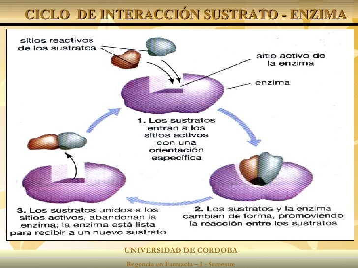 Enzimas