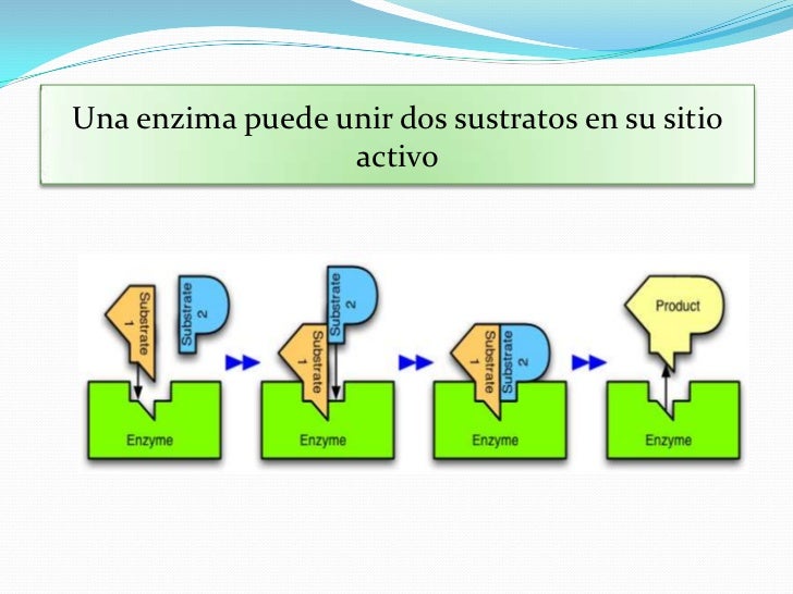Enzimas