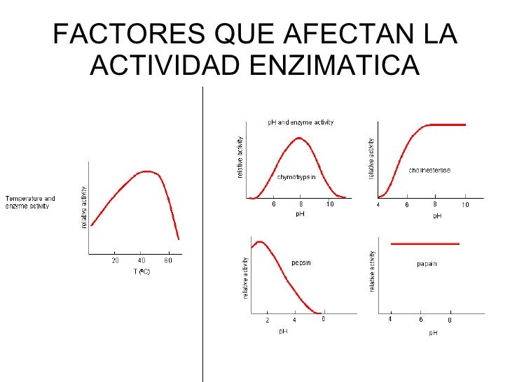 Enzimas Enzimas