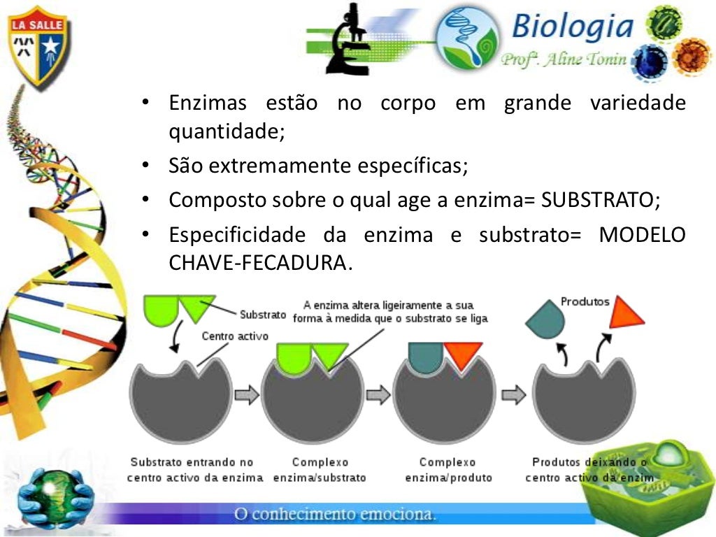 As Enzimas Correspondem A Uma Classe De Proteinas - FDPLEARN