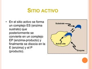 SITIO ACTIVO
• En el sitio activo se forma
  un complejo ES (enzima
  sustrato) que
  posteriormente se
  convierte en un complejo
  EP (enzima-producto) y
  finalmente se disocia en la
  E (enzima) y el P
  (producto).
 