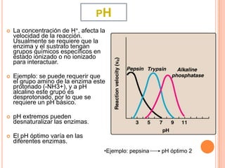 PH
   La concentración de H+, afecta la
    velocidad de la reacción.
    Usualmente se requiere que la
    enzima y el sustrato tengan
    grupos químicos específicos en
    estado ionizado o no ionizado
    para interactuar.

   Ejemplo: se puede requerir que
    el grupo amino de la enzima este
    protonado (-NH3+), y a pH
    alcalino este grupo es
    desprotonado, por lo que se
    requiere un pH básico.

   pH extremos pueden
    desnaturalizar las enzimas.

   El pH óptimo varía en las
    diferentes enzimas.
                                    •Ejemplo: pepsina   pH óptimo 2
 