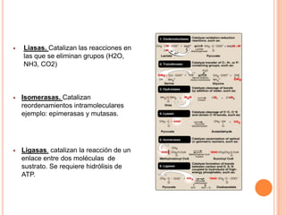    Liasas. Catalizan las reacciones en
    las que se eliminan grupos (H2O,
    NH3, CO2)



   Isomerasas. Catalizan
    reordenamientos intramoleculares
    ejemplo: epimerasas y mutasas.




   Ligasas. catalizan la reacción de un
    enlace entre dos moléculas de
    sustrato. Se requiere hidrólisis de
    ATP.
 