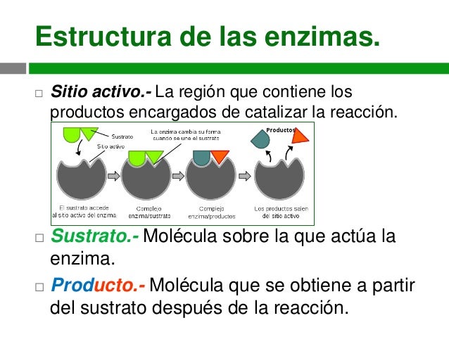 Enzimas
