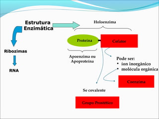 Estrutura                  Holoenzima
       Enzimática

                       Proteína           Cofator
                                          Cofator

Ribozimas
                    Apoenzima ou
                                               Pode ser:
                     Apoproteína
                                               • íon inorgânico
 RNA                                           • molécula orgânica

                                                    Coenzima

                          Se covalente


                         Grupo Prostético
 