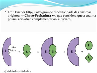 • Emil Fischer (1894): alto grau de especificidade das enzimas
 originou → Chave-Fechadura  , que considera que a enzima
 possui sitio ativo complementar ao substrato.
 